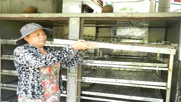 Bà Đoàn Thị Dung trực tiếp thực hiện sơ chế dược liệu để đảm bảo chất lượng cao nhất.