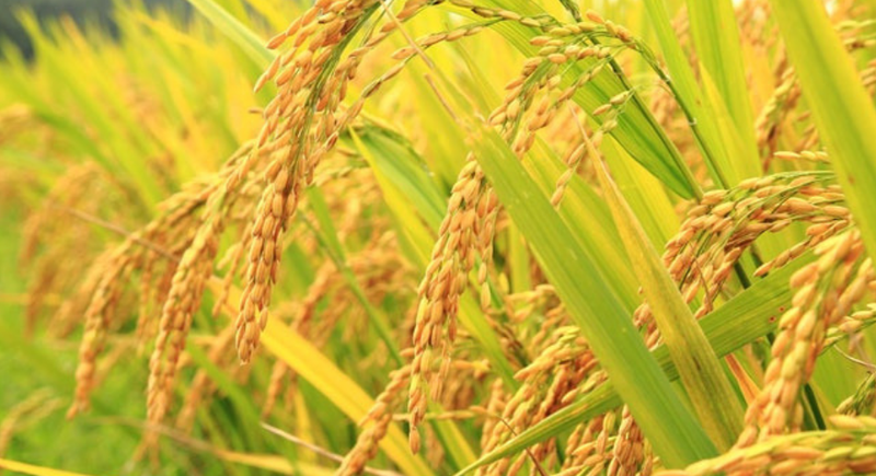 Cúi đầu là bông lúa, Ngẩng đầu là cỏ dại (Thành ngữ).