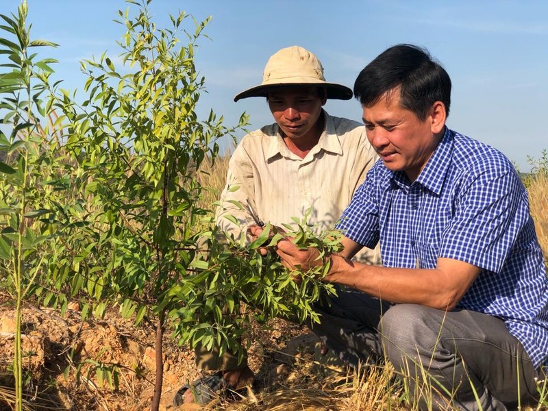 Cây đàn hương đã được trồng tại Việt Nam khoảng chục năm gần đây.