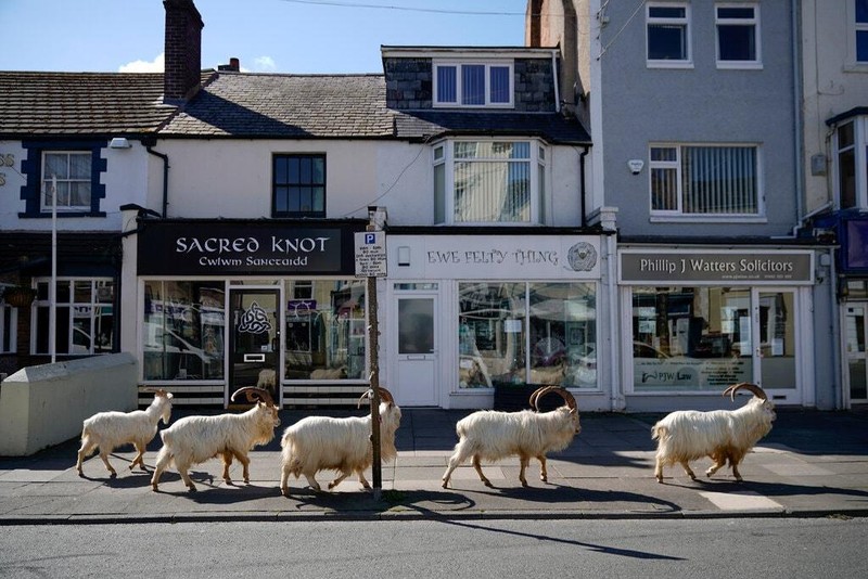 Đàn dê Great Orme Kashmiri xuất hiện trở lại ở thị trấn Llandudno (xứ Wales) sau 33 năm vắng bóng.