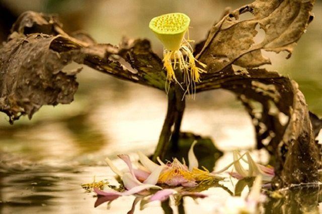 Tuệ Trung Thượng Sĩ luôn coi nhẹ chuyện sống chết ở đời.