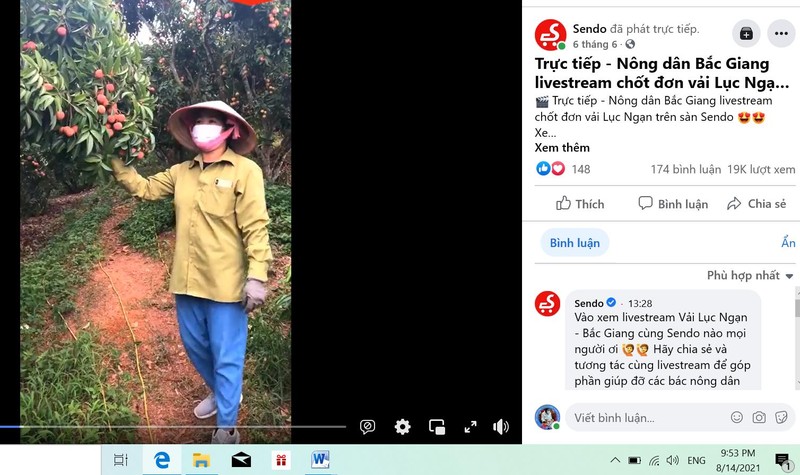 Người nông dân live stream bán vải tại vườn.