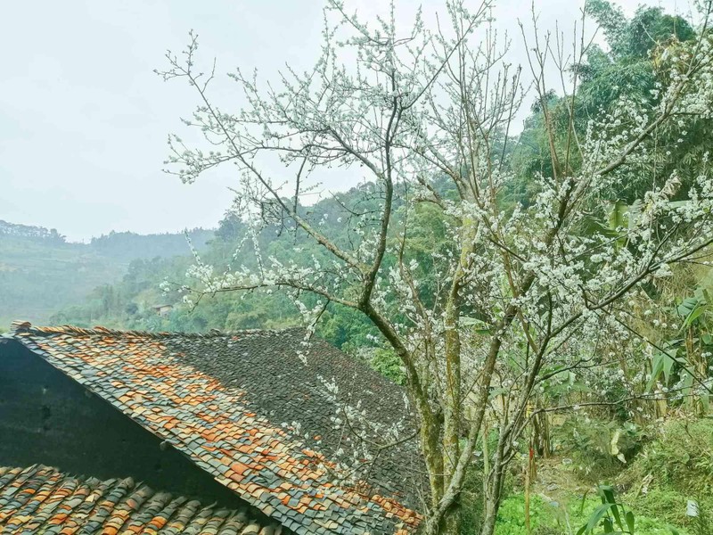 Làng cổ trăm tuổi đẹp như tranh vẽ trên cao nguyên đá.