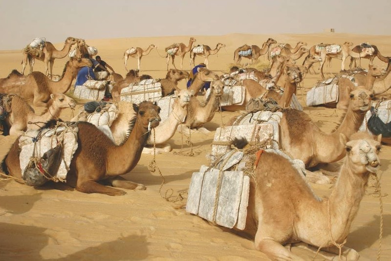 Lạc đà là phương tiện chủ yếu vận chuyển muối qua sa mạc Sahara.
