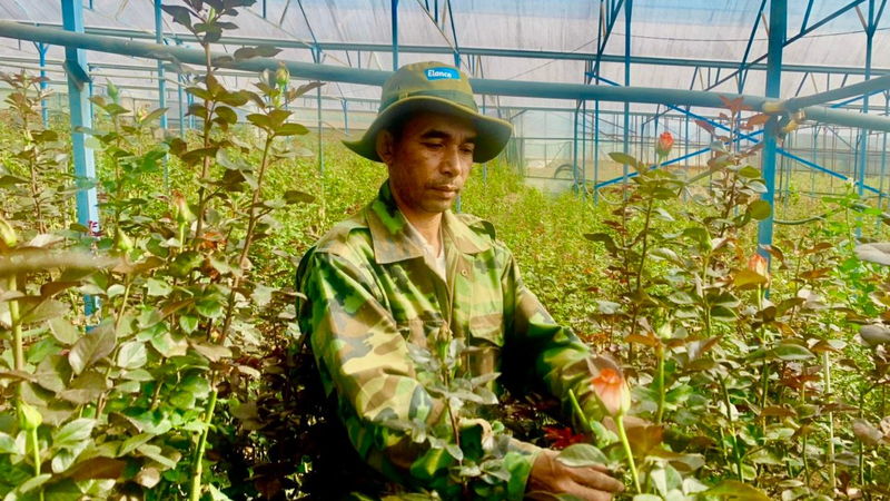 Ông Păng Tin Sin trong trang trại hoa hồng của mình.