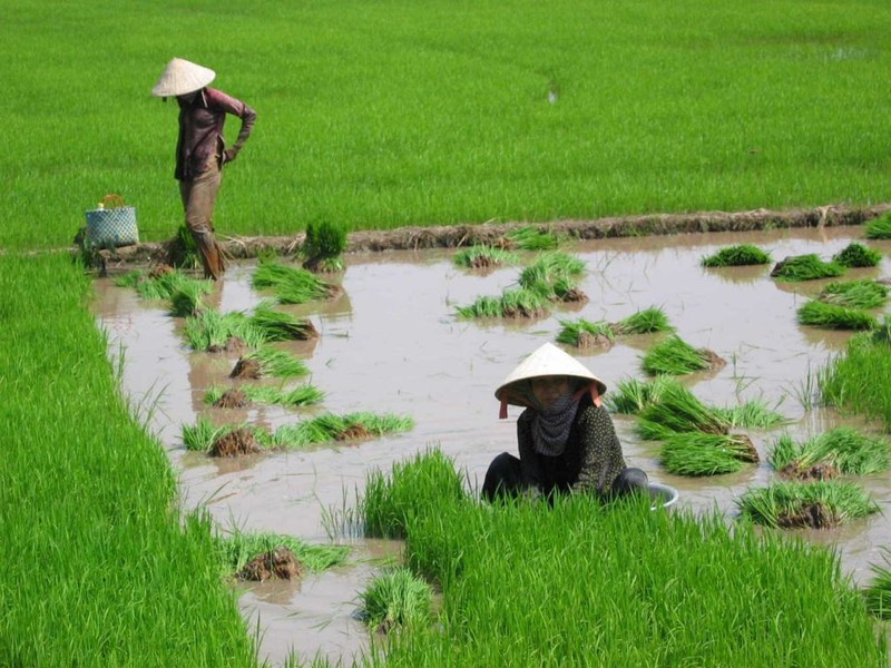 Nuôi đỉa có nguy cơ ảnh hưởng đến đồng ruộng