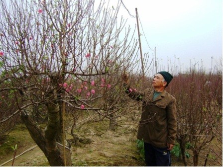 Ảnh: Nông dân làng đào Nhật Tân lo lắng “đặc sản” của họ bị “nhái” thương hiệu.