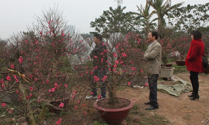 Đâu đâu cũng thấy hoa phủ kín các cành