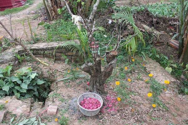 Hoa đào xơ xác trên nền đất