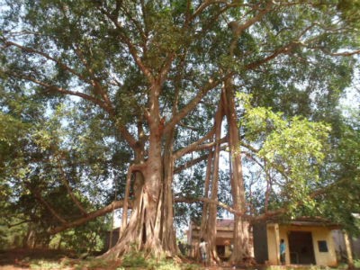 Cây đa khổng lồ