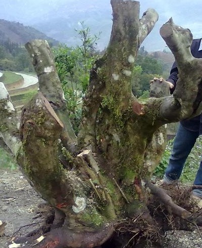 Gốc đào rừng mà anh Quang mua về chơi tết