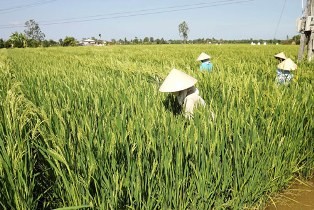 Nhân công địa phương được thuê chăm sóc diện tích lúa lai của người Trung Quốc