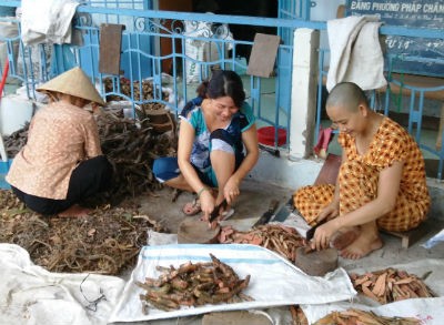 Các tình nguyên viên đang cắt thuốc