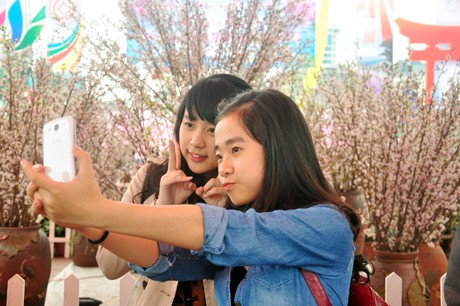Giới trẻ thích thú tạo dáng bên hoa Anh Đào nở rộ tại Hạ Long