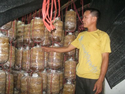 Vượt qua quá khứ nghiện ngập, nay anh Đại là chủ trang trại nấm sò