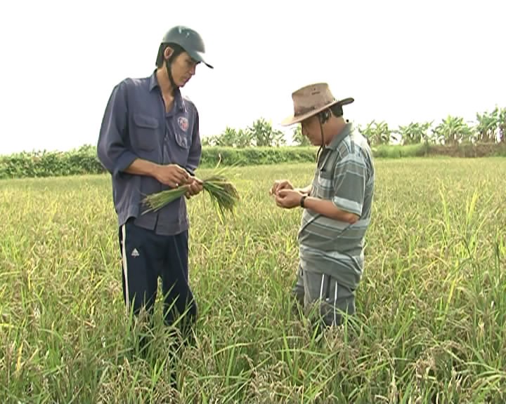 Trồng lúa sạch tại rừng U Minh (vtv.vn)
