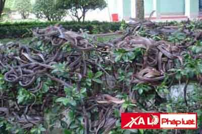 Đàn rắn ráo trong Trại rắn Đồng Tâm