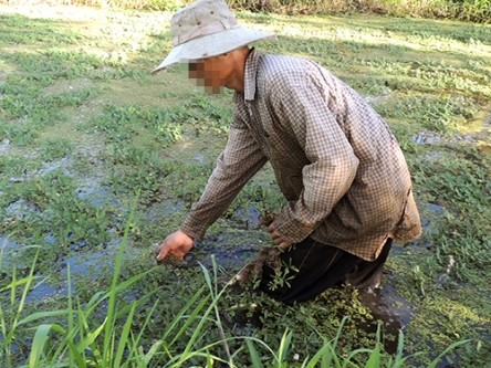 Dù sức khỏe có phần suy giảm nhưng anh V.V.B vẫn phải lao động cật lực giúp gia đình. Với nghề trồng rau nhút, chăn nuôi gia súc, vợ chồng anh có thu nhập bình quân 4 triệu đồng/tháng