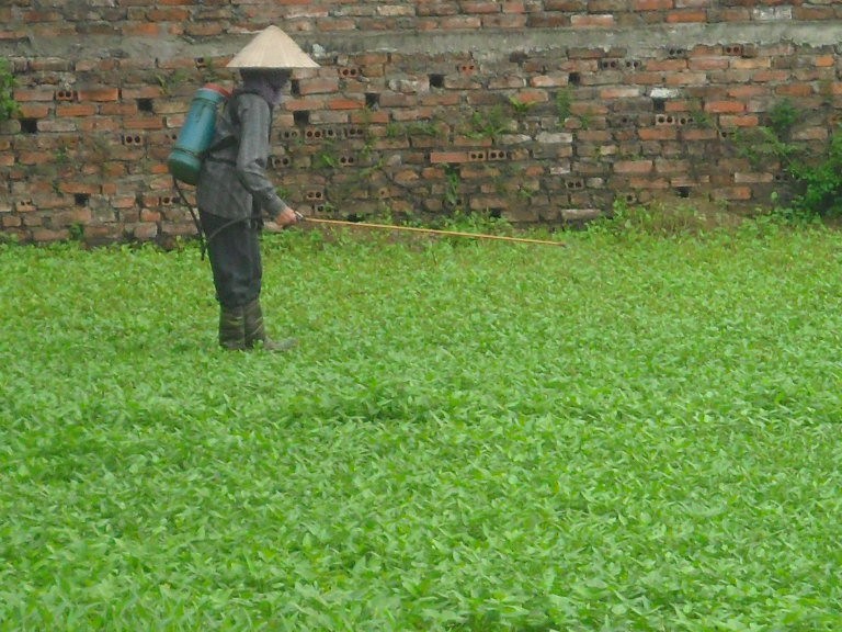 Người dân đang phun thuốc cho rau