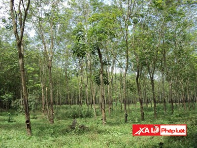Số cây cao su theo luật dân sự lẽ ra vẫn thuộc quyền sở hữu của ông Dung