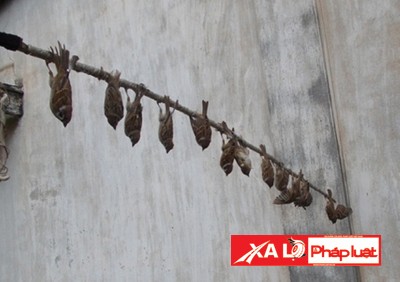 Lũ chim sẻ dễ dàng mắc bẫy các thợ săn vì thói quen “hiệp nghĩa” cứu đồng loại