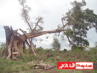 Cây đa mọc trên đá