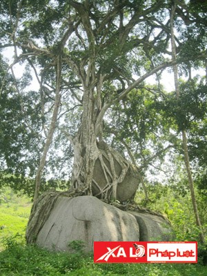 Cây sanh “mâm xôi con gà” độc nhất vô nhị