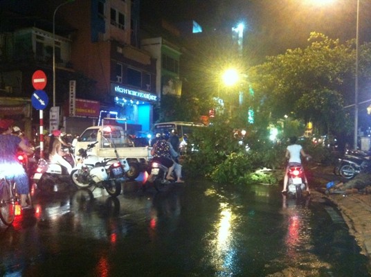 Cây đổ chắn ngang đường khiến mọi phương tiện phải đi ngược chiều