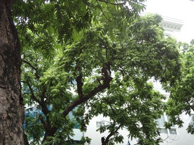 Một người dân bán nước ở vườn hoa Phan Đình Phùng cho biết: