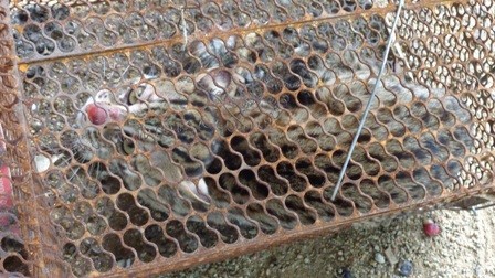 Con mèo rừng quý hiếm được anh Ân bẫy được.