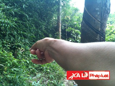 Bụi tre nơi những người lao động “vượt ngục” thường chui vào ẩn nấp