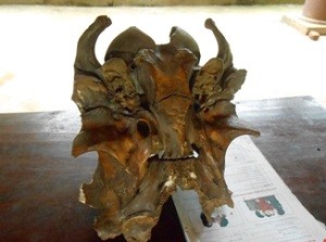 Mặt trước rất kỳ lạ của hộp sọ được anh Khảnh vớt lên từ ao cá của gia đình