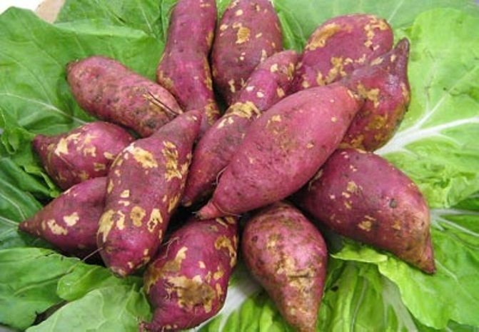 Khoai lang còn có tác dụng làm đẹp.