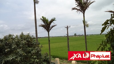 Nơi ông bà Khuynh bắt được đàn gà phóng sinh